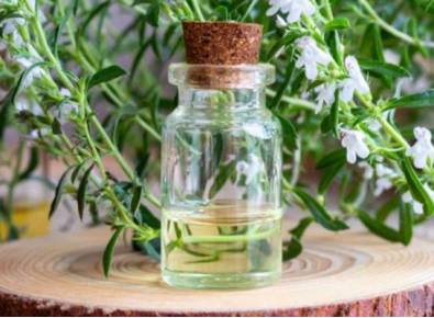 savory-essential-oil