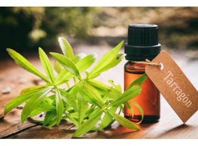 tarragon-essential-oil-1